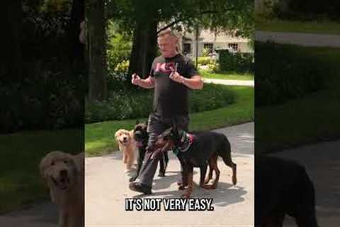 DON’T TRY THIS AT HOME: The Quadruple Dog Heel