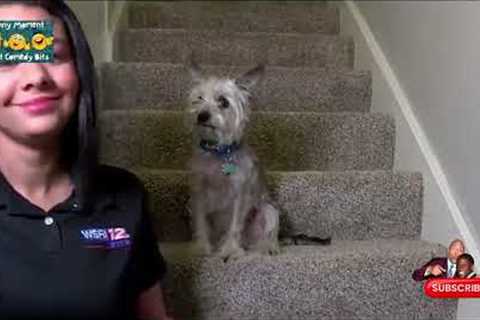 Best News Bloopers April 20201 #blooper #bloopers #newsbloopers