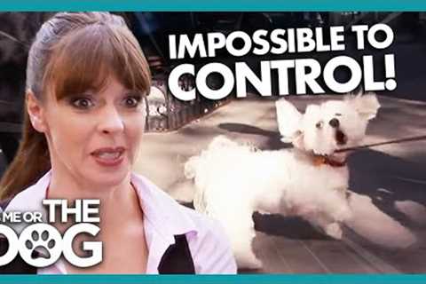 Sweet Dogs Turn AGGRESSIVE On Walks | It's Me or The Dog