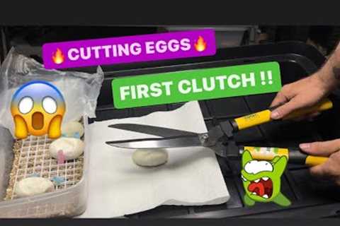 BALL PYTHON - FIRST CLUCH / EGG CUTTING !!!!  Snake Collection . Breeding Snakes!!! - VLOG