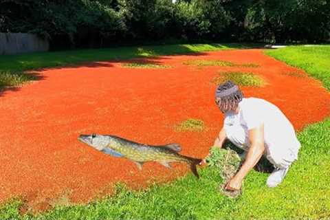 1000s of FISH TRAPPED in Oily TOXIC RED Water POND!
