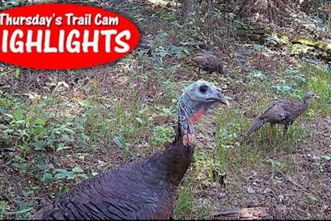 Turkey has NEVER Seen a Camera Before! Buck KICKS Fawn: Thursday's Trail Cam Highlights: 8.17.23