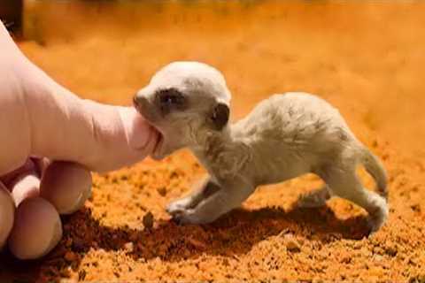 This Cute Little Exotic Animal Can Be Your Next Pet