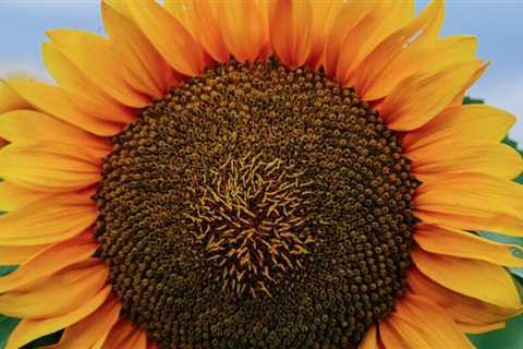 Sunflowers are a favorite for fall.
