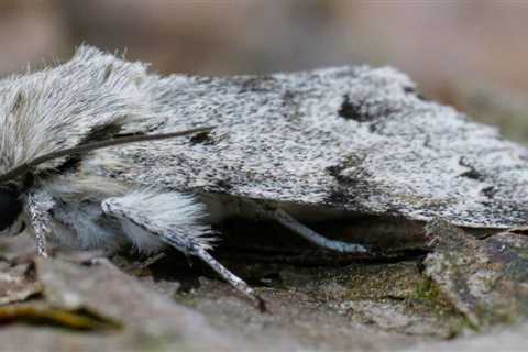 What is a Miller Moth?
