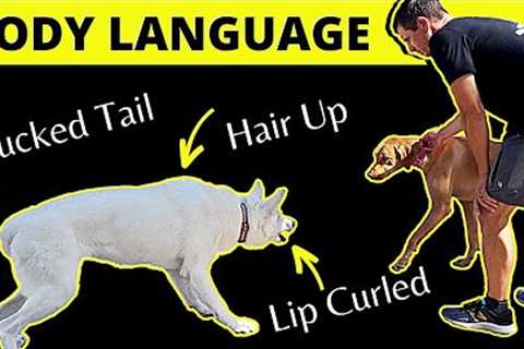 Body Language  Breakdown - Become a Master of Seeing the Unseen - Learn What Signs to Look For!