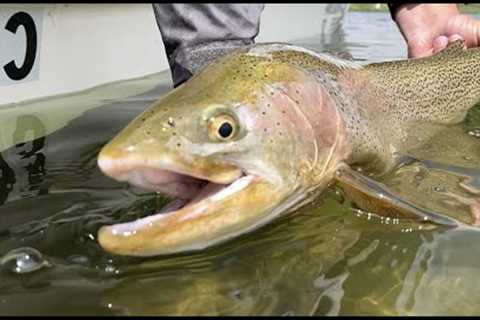 INSANE DAY - Fly Fishing Colorado at Spinney Mountain Res - Roping HOGS on HOPPERS with a Legend