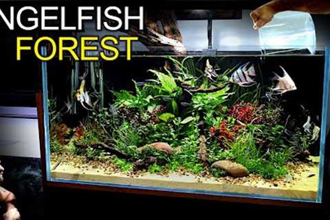 Building a STUNNING 3ft Aquarium for Angelfish &amp; Emperor Tetras