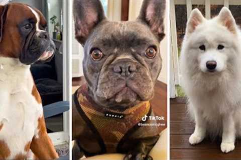 Trending Funny Doggos 😅 Funniest Dogs and Puppies😹🐶