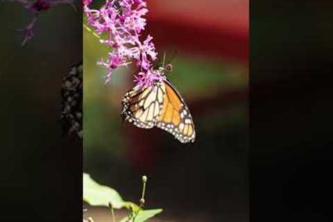 Airlie Gardens - Wilmington, NC. #garden #photography #videoediting