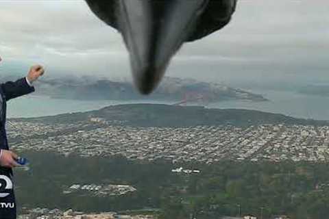 Bird photobombs weather report