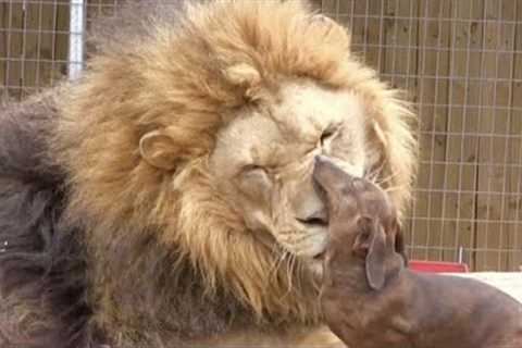 10 Unbelievable  Unlikely Animal Friendships