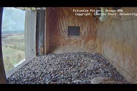 Box Camera - FalconCam Project LIVE