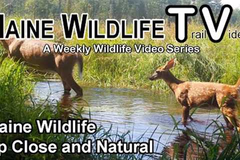 Maine Wildlife | Up Close &amp; Natural | Trail Cam | Deer | Fawns | Buck | Coyote | Otter
