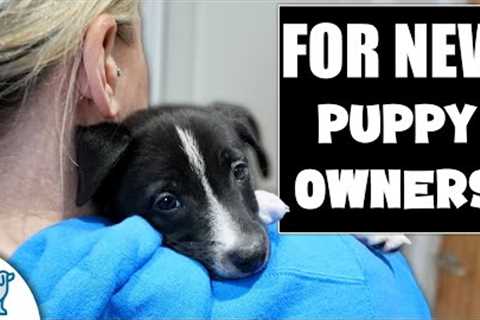Your Puppy Training Plan Will FAIL Without THESE 3 Things