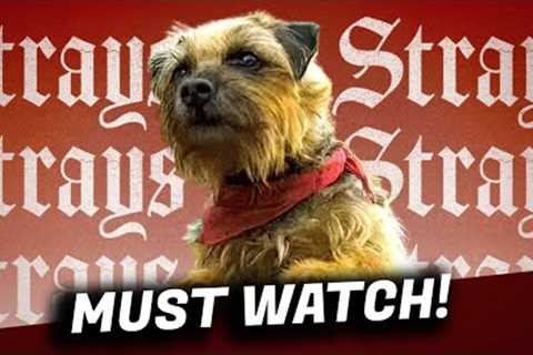 STRAYS Movie Review - This Film Is...