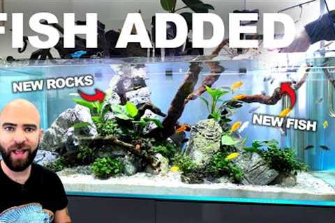4ft MBUNA Tank Gets Stunning NEW FISH &amp; UPGRADE!!