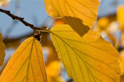 The Best Shrubs to Color Fall Leaves