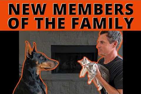 Two New Cats for the Beckmans!?  What will Prince Think? Watch their Very First Meeting.