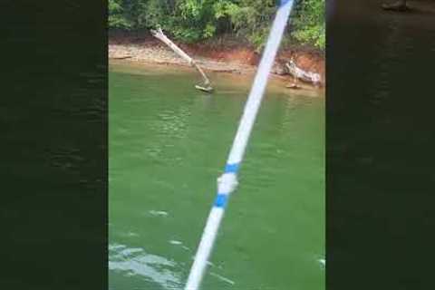 Monster Lost on a Kids Pole... Lake Lanier