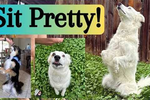 Teach Your Dog to Sit Pretty