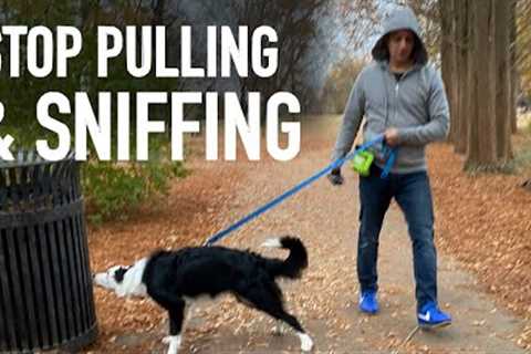 How to Transform Your Walks by Understanding Your Dog's Nose!