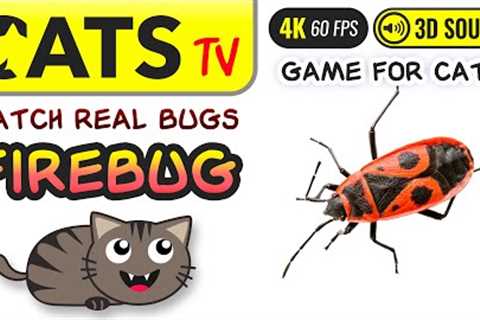 GAME FOR CATS - Real Firebugs 🙀🪳 TV &amp; 3D Sounds for Cats 📺🎶🐱 4K 🔴 60FPS