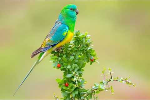 Relaxing piano music relieves stress, fatigue,relax the mind,reduce pressure,focuses work with birds