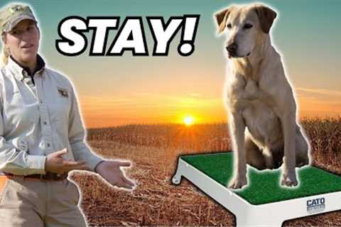 Most Effective Way to Teach Your Dog to Sit and Stay