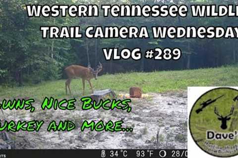 Western Tennessee Wildlife Trail Camera Wednesday - Vlog #289
