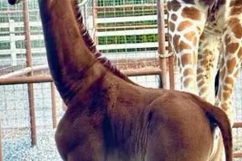 Extremely Rare Baby Giraffe Born Without Spots in Tennessee — Zoo Wants Help Naming Her!