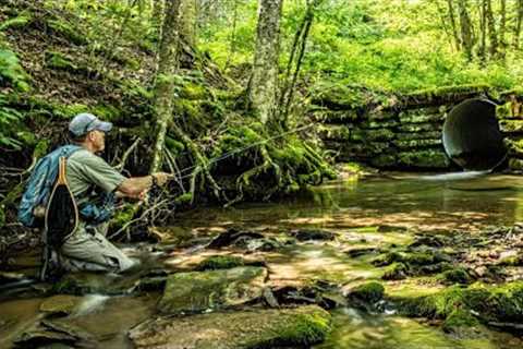 This Small Stream was AMAZING!  (Fly fishing for Wild Brook Trout in the Catskills of NY)