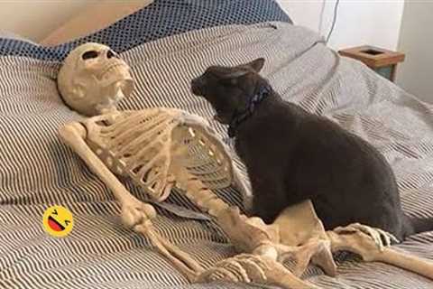 Funny Dogs And Cats Videos 2023 😅 - Best Funniest Animal Videos Of The Month 🥰👌 #1