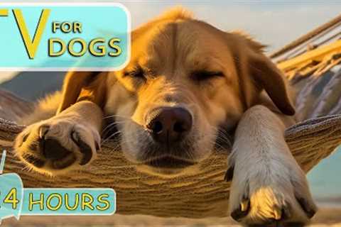 TV for Dogs: Music for Reduce Your Dog's Anxiety, Loneliness, Stress, Boredom and Hyperactivity