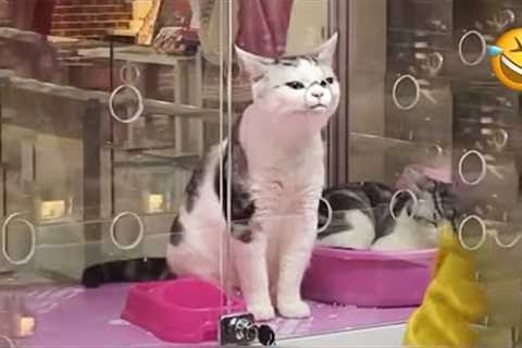 Cat Comedy Central: The Ultimate Funny Cat Video 😺