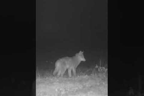 Coyote Surprised by the Trail Camera, Isn't Sticking Around