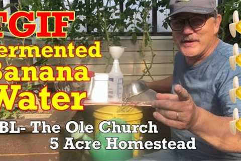 Fermented Banana Water/Tea—Your Plants Will THANK YOU! #fertilizer #organic #gardening