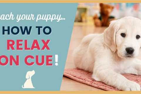 Puppy Training Tips to Teach The Relax Cue