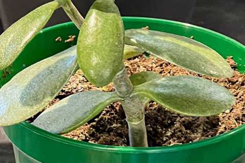 The Best Jade Plant Care Tips
