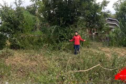 The NEIGHBOR Told The CITY About This JUNGLE Multiple TIMES And They IGNORED Her