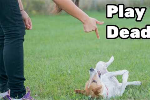 EASY Tricks to Teach Your Dog in 5 Minutes!