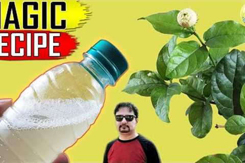 BEST ORGANIC PESTICIDE FORMULA | Home made Pest Control Recipe