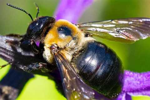What are Carpenter Bees? How do you get rid of them?