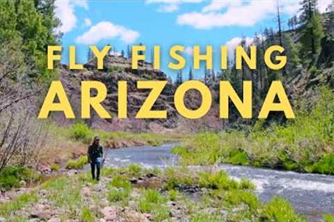 One Ferocious Fighter | Puzzled its being overlooked | Fly Fishing Arizona