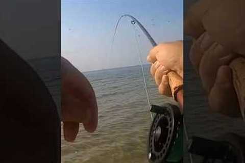 Fly fishing from the beach #beach #fishing #fish #flyfishing