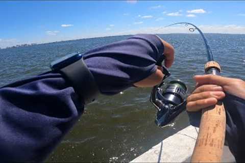 Fishing bayshore for monsters (Lots of shark)