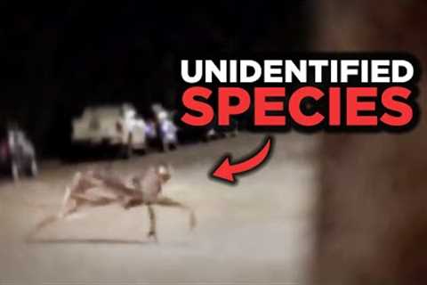 Unidentified Species No One Was Supposed To See Caught On Trail Cam!