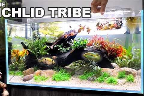 The Cichlid Tribe: EXQUISITE All in 1 Aquarium Kit