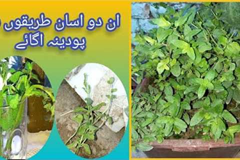 How To Grow Mint At Home In 2 Easy Ways /Growing Mint From Cutting/Ghar Me Podina Lagane Ka Tariqa
