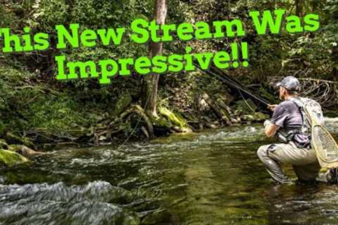 Exploring New Water / Wild Trout Slam - Fly Fishing Central NY